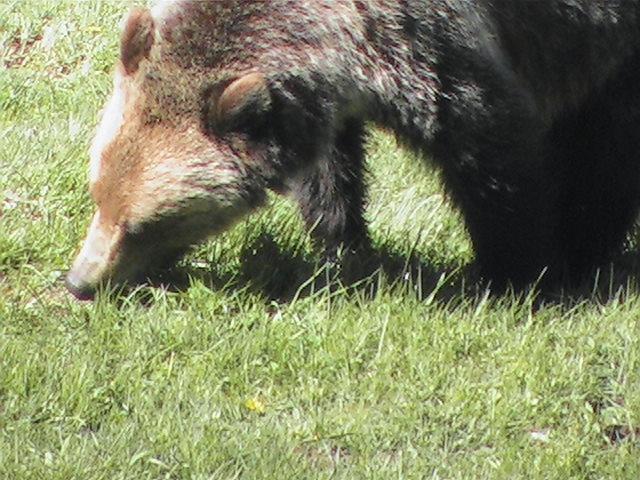 Grizzly bear eating grass.jpg - He looks rather sweet and gentle while he is munching on the grass.